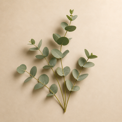 Eucalyptus