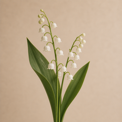 Muguet