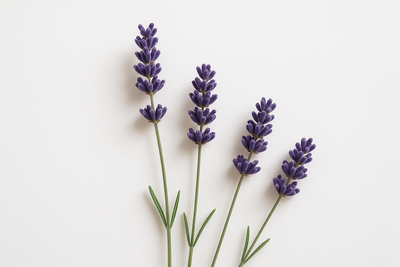 Lavender scent note