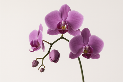 Orchid scent note